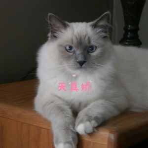 甜蜜呆 (八音盒)