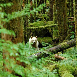 Kronotskiy Zapovednik