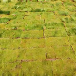 Bươn trải cuộc sống