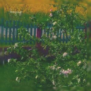 Магчыма заблукаю я ў лесе