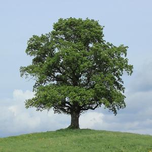 【Free】“spring”