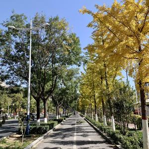 说不定明天他就来了