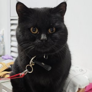 小猫的世界独白