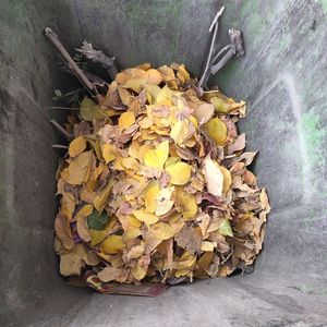 飞的高的鸟不落在跑不快的牛的背上