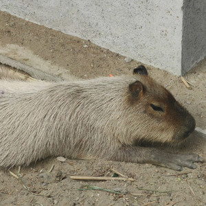 早夏（早点夏班 原创同人曲）