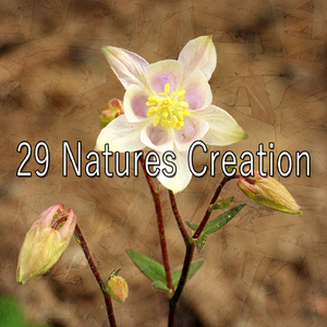 大自然的和平禮物