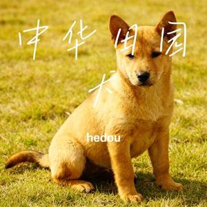 中华田园犬