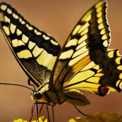 天天都想见到你 (好听的背景音乐萨克斯纯音乐)