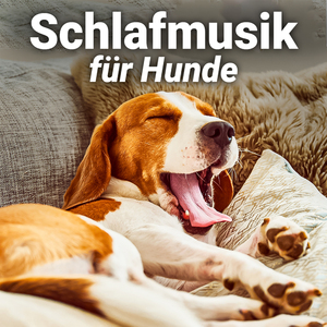Hunde Schlafmusik