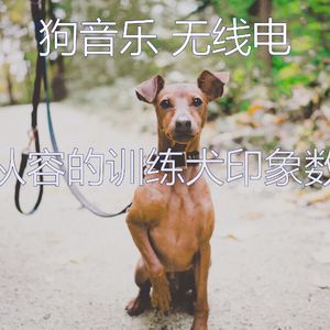 诗意的训练犬节奏