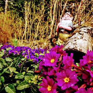 Reine i flödet