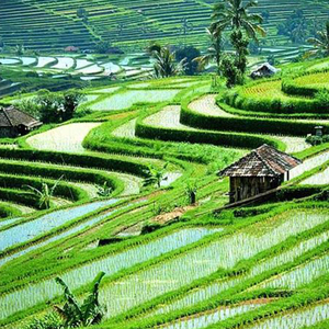 ENJANG (Backsound Gamelan)