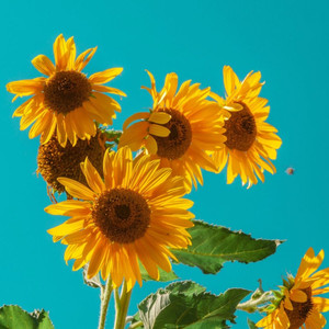 ทานตะวัน (Sunflower)