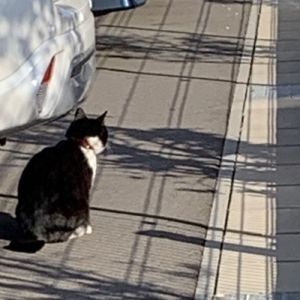 自転車で逢いに行くの