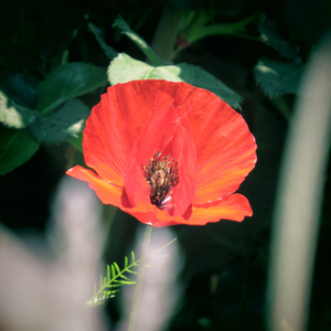 משפחות ללא קולות