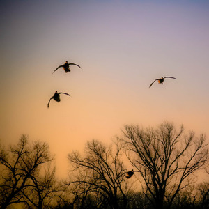 Flight Ducks