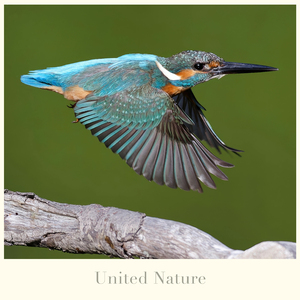 Shallow Waters (Birds)