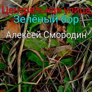 Центральная улица, Зелёный бор