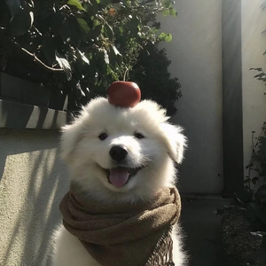 冷藏的爱 PLAISIR D’AMOUR.ape