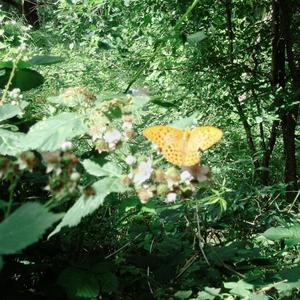 a late afernoon breeze