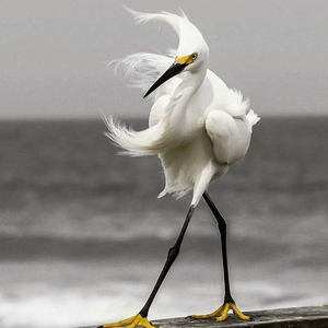 Snowy Egret Winter