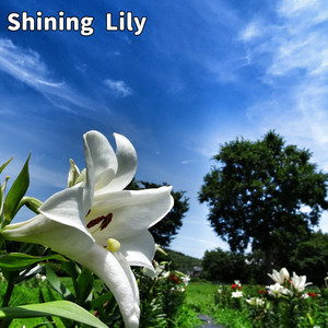 Shining Lily