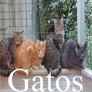 Gatos