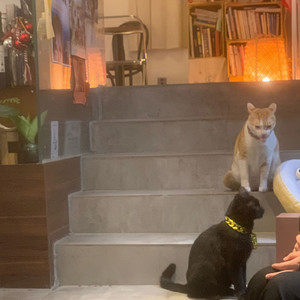 Trying To See You（想见你）