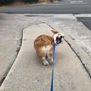 最简单的话（cover 直火帮）