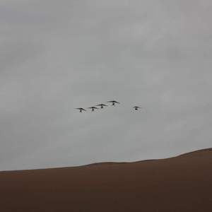 飘向北方 钢琴演奏