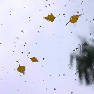 落花雨（COver蒋蒋）