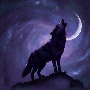 Lobo Solitario