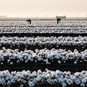 Cotton