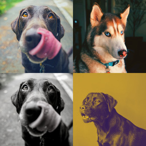 微妙的睡狗心情