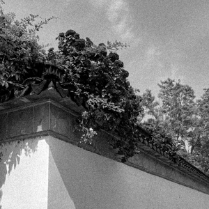 【Free】“黑花”Type Trap