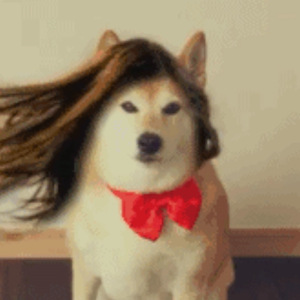 我是你的招财汪（Cover Parry Gripp）