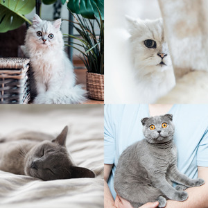 诗意的可爱猫咪节奏