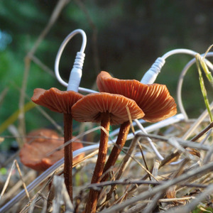 Mushroom Laccaria (432 Hz Version)