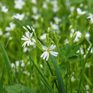 宁心顺气（琴音）