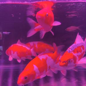 傻子（翻自 林宥嘉）