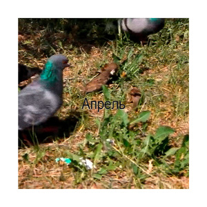 апрель (speedup)