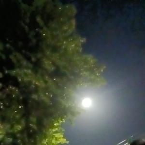 红颜旧.MP3（翻自 刘涛）