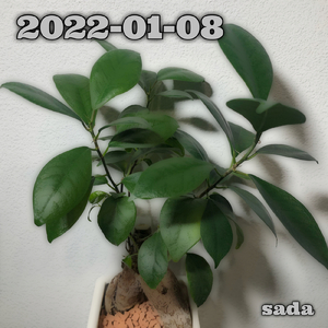 2022-01-08