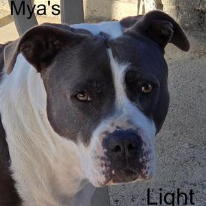 MYA’S Light