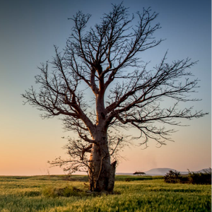 Có Chàng Trai Viết Lên Cây