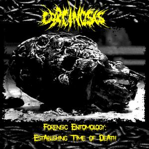 Sarcophagidae (The Great Sarcophagus, Flesh fly)