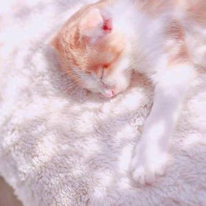 东京夏日相会（翻自 鎖那 / CHIco）