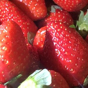 追梦的蚂蚁（LIVE）