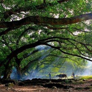 最爱大榕树（民谣版伴奏)