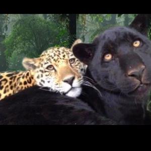 L.A.F.S (Love at First Sight)